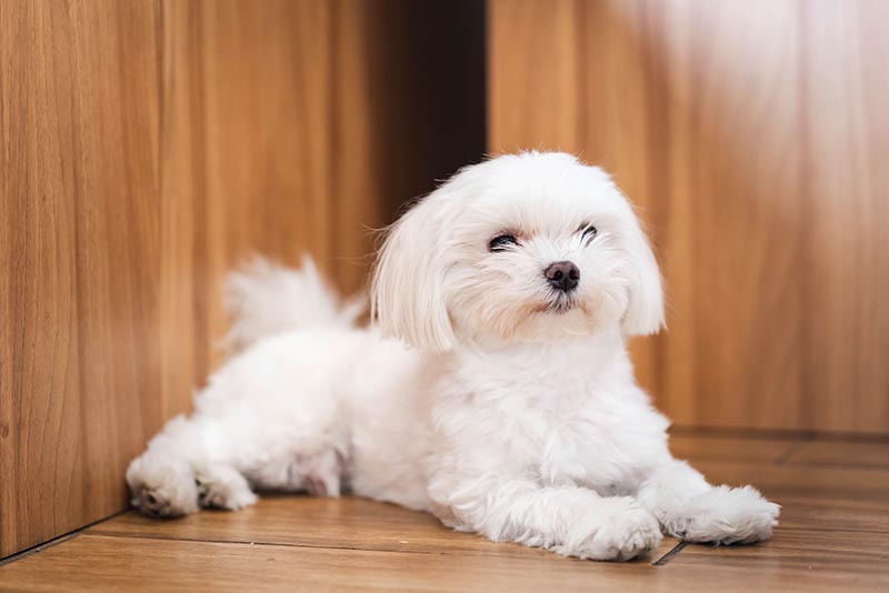 Teacup Maltese: Info, Pictures, Care Guide & More