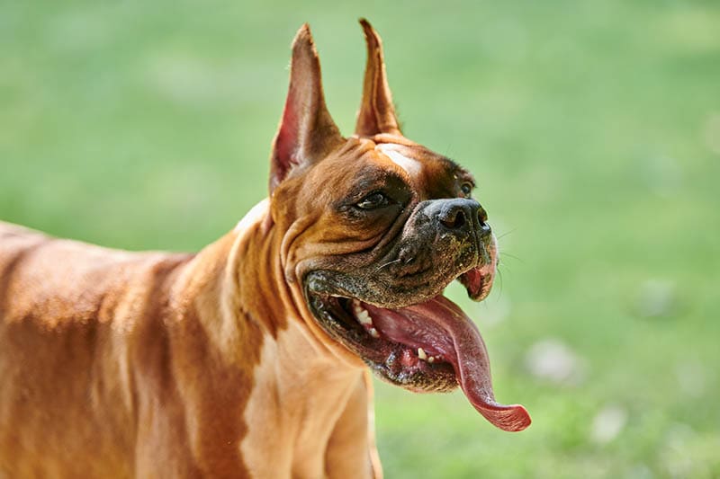 Do Boxer Dogs Drool? Health Issues, Tips & FAQ