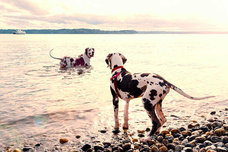 Do Great Danes Like Water? Water Safety Concerns