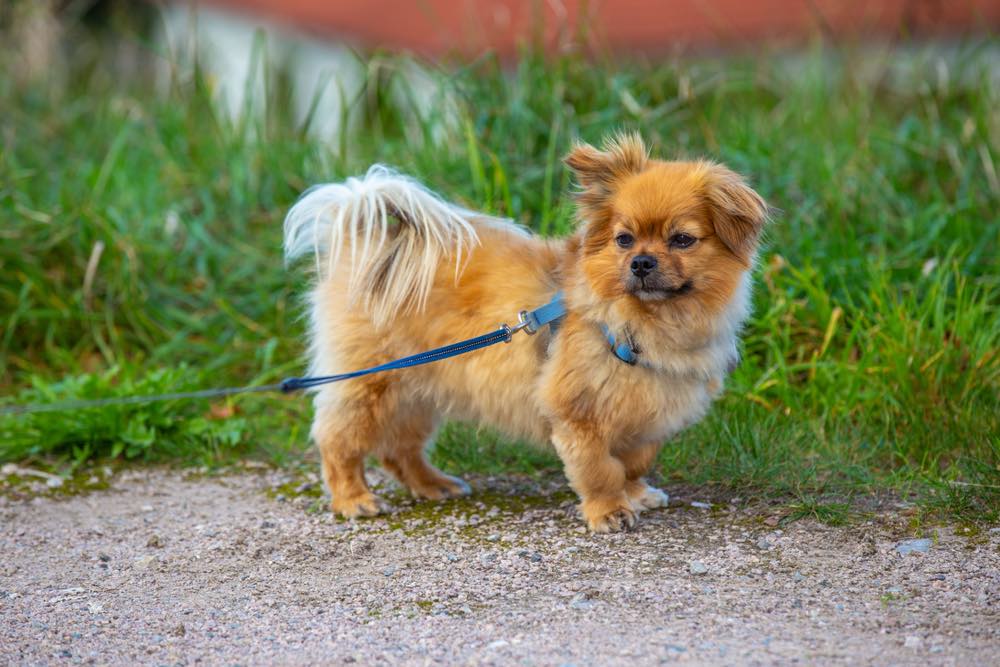 Affenhuahua Dog Breed: Info, Pictures, Care Guide & More