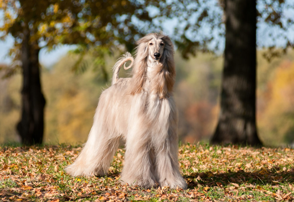 20 Dog Breeds Who Are Escape Artists: Info, Pictures & Origin