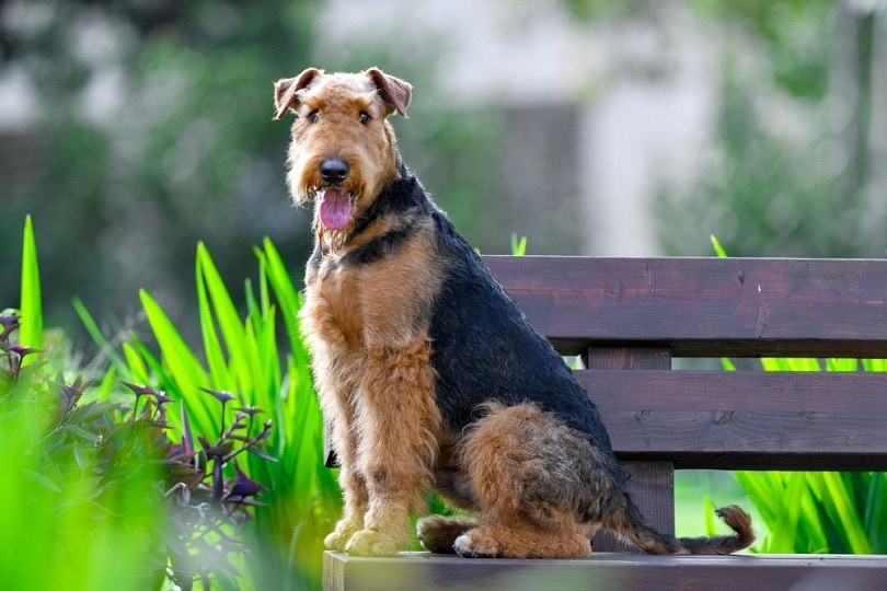 Are Airedales Aggressive? Vet-Verified Facts & Considerations