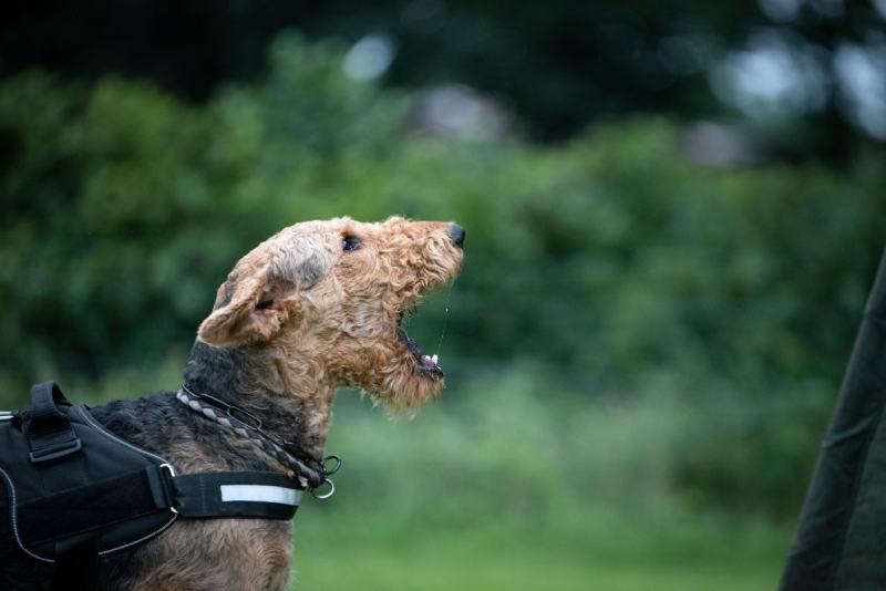 How to Help an Aggressive or Reactive Dog: 8 Useful Tips (Vet Reviewed)