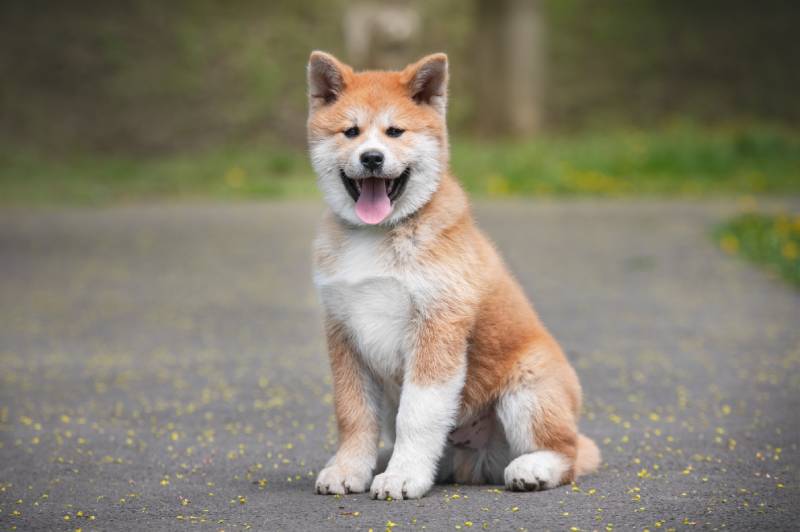 13 Vet-Verified Akita Facts That You'll Love to Know