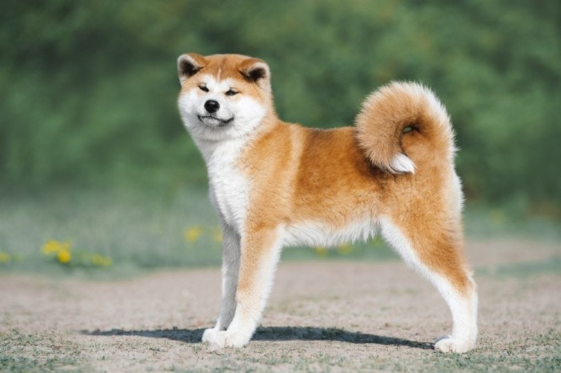 6 Dog Breeds Similar to Akitas (With Info & Pictures)