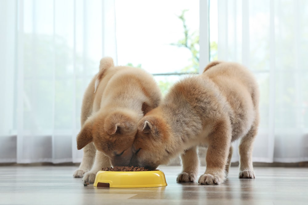10 Best Dog Foods for Akitas in 2026: Reviews & Top Picks
