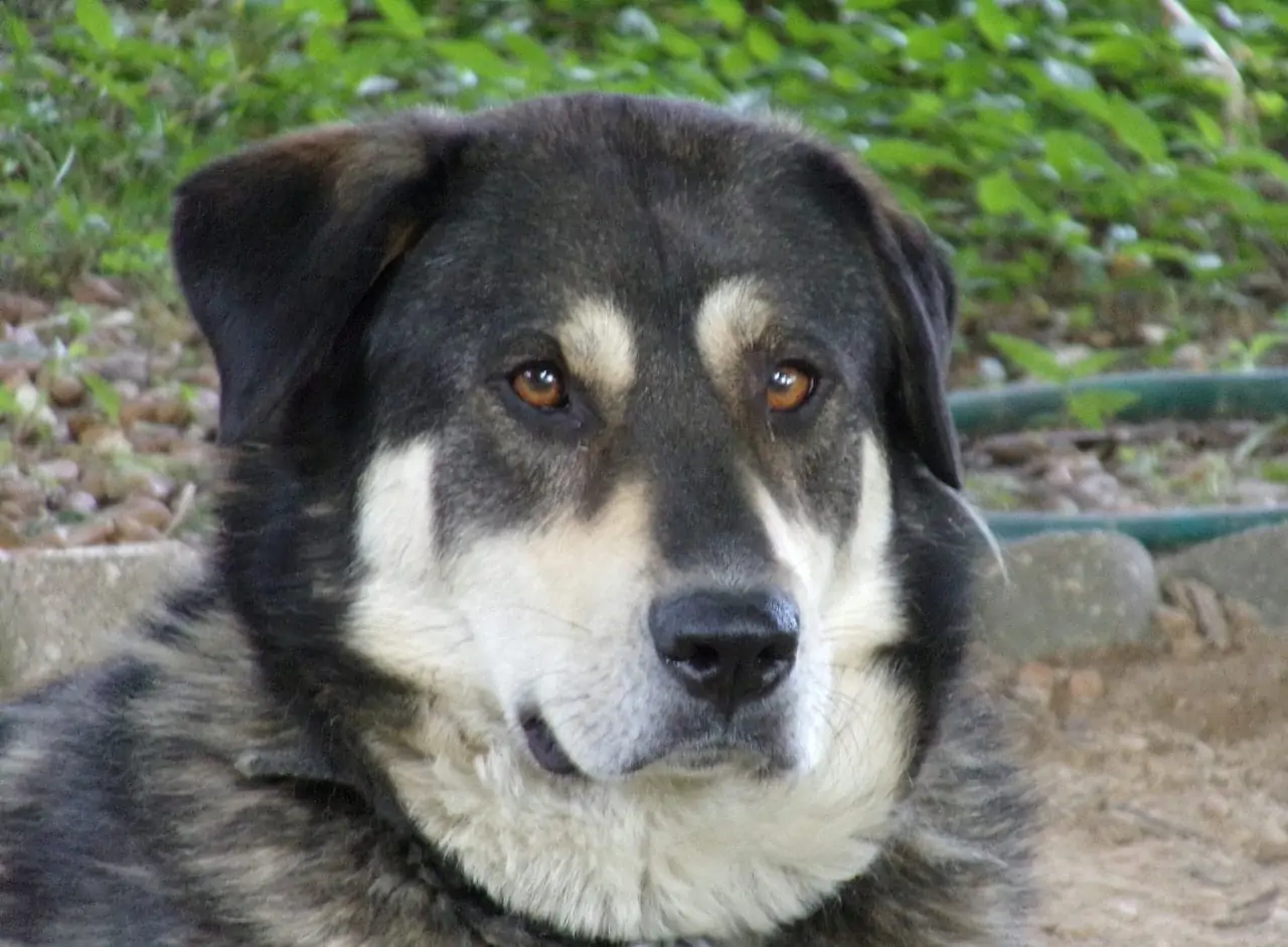 Alaskan Malador Dog Breed: Info, Pictures, Care Guide & More
