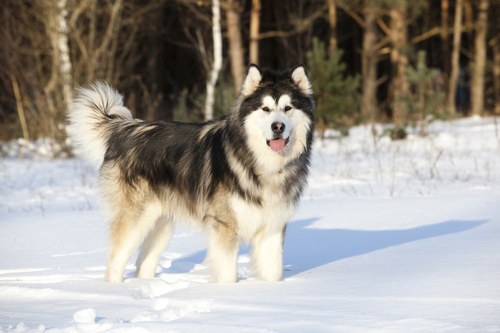 21 Dog Breeds Who Love Cold Weather & Snow: Info & Pictures