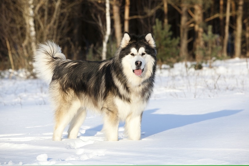 3 Alaskan Dog Breeds That Originated in Alaska (With Info & Pictures)
