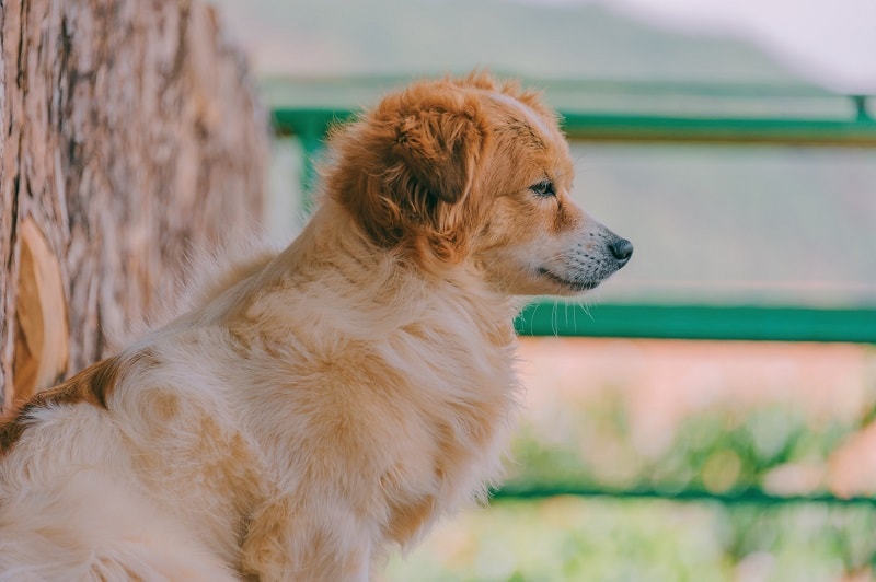 Alopekis Dog Breed: Info, Pictures, Care Guide & Traits