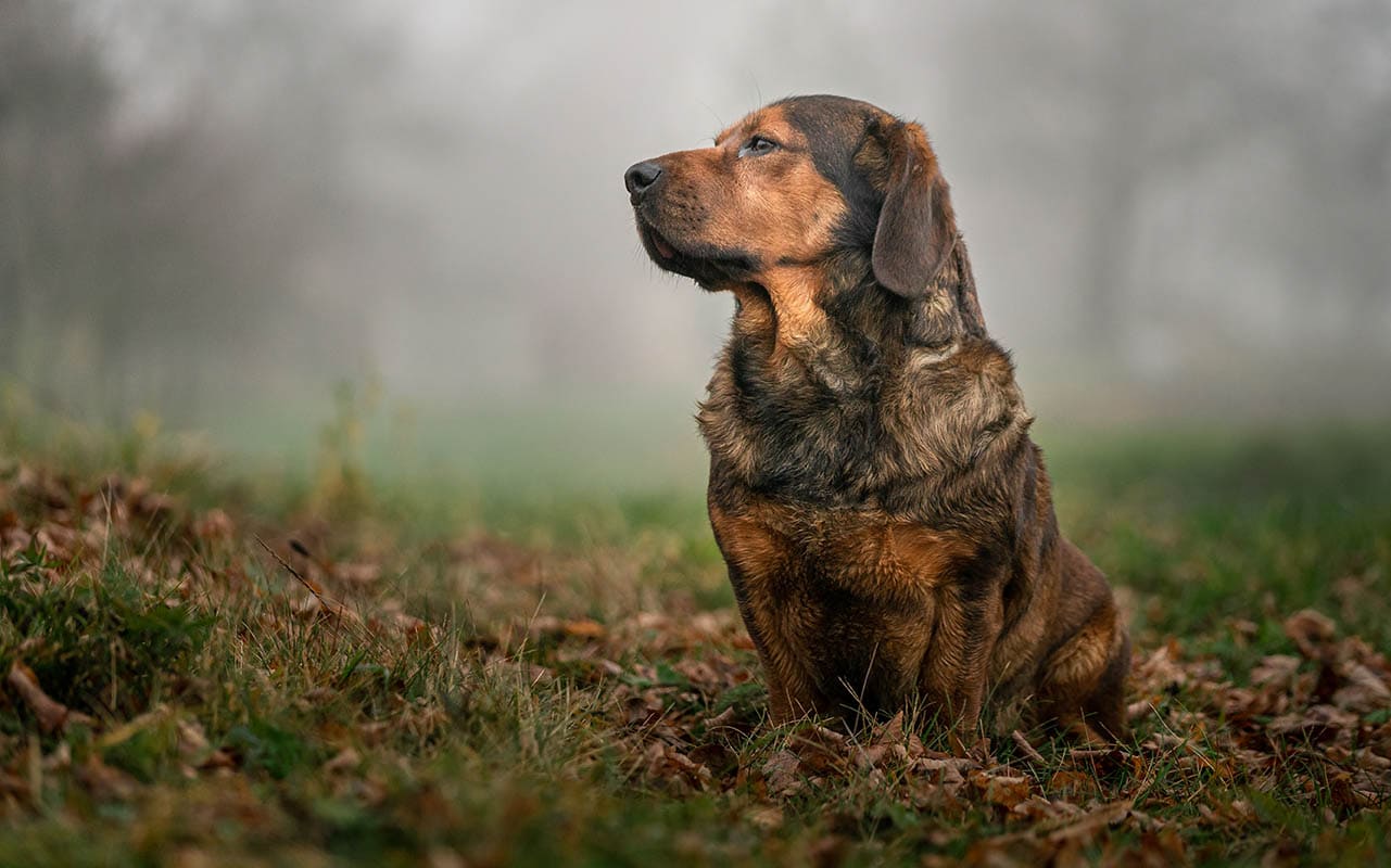 Alpine Dachsbracke Dog Breed: Info, Pictures, Care & Traits — Dogster