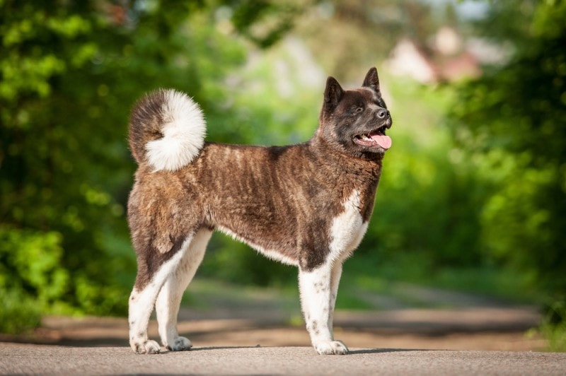 What Were Akitas Bred For? History, Facts & Breed Info