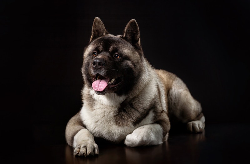 Why Do Dogs Tuck Their Paws: 6 Simple Answers for Curious Owners