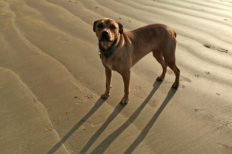 American Bandogge Mastiff Dog Breed: Info, Pictures & Care