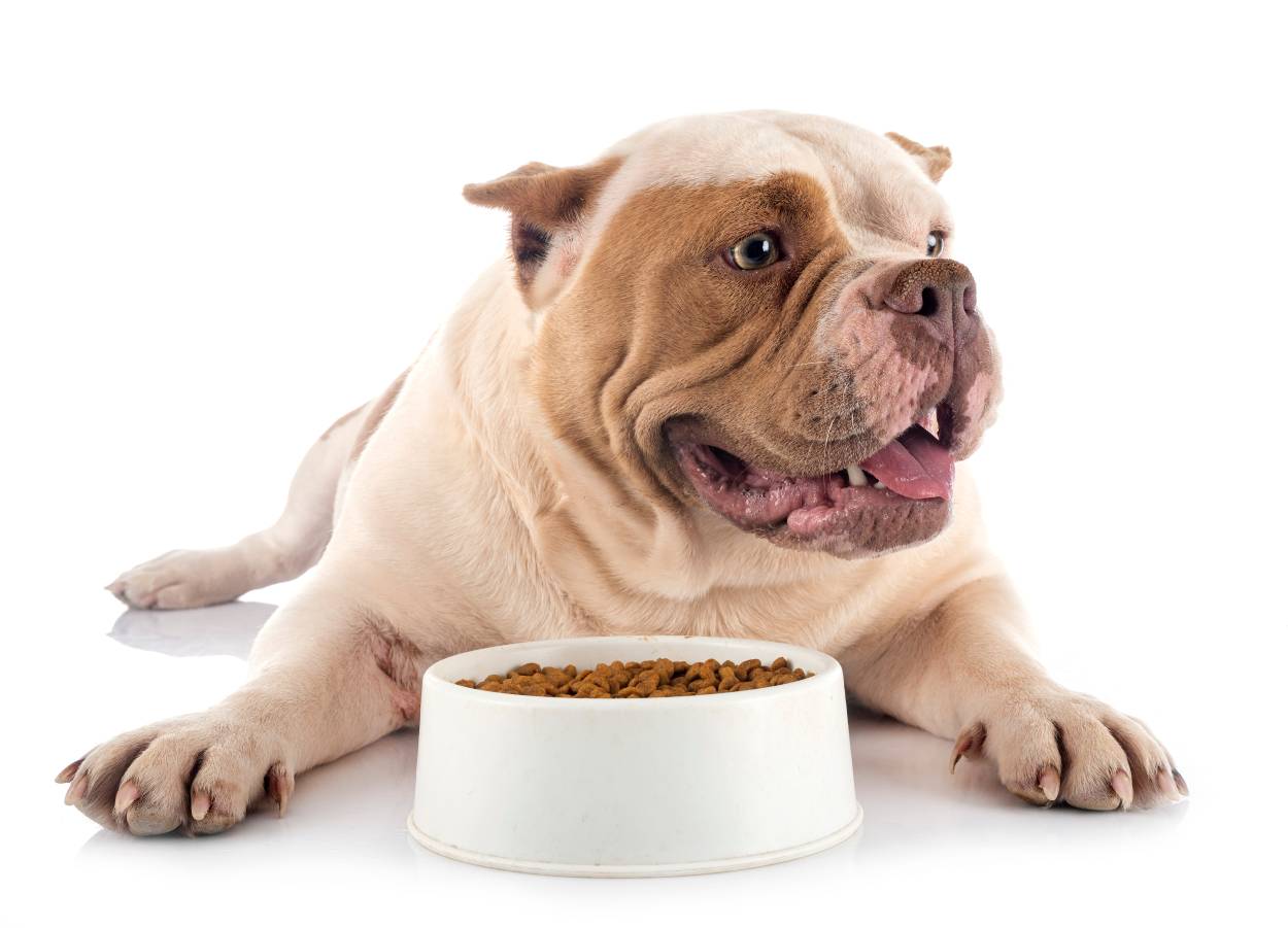 8 Best Dog Foods for American Bullies in 2026 - Reviews & Top Picks