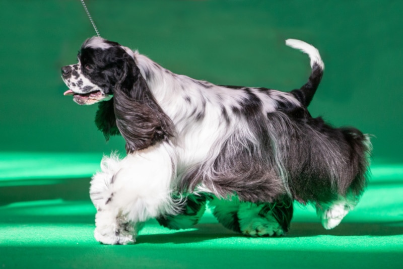 Crufts Dog Show 2026: Facts, History & FAQ