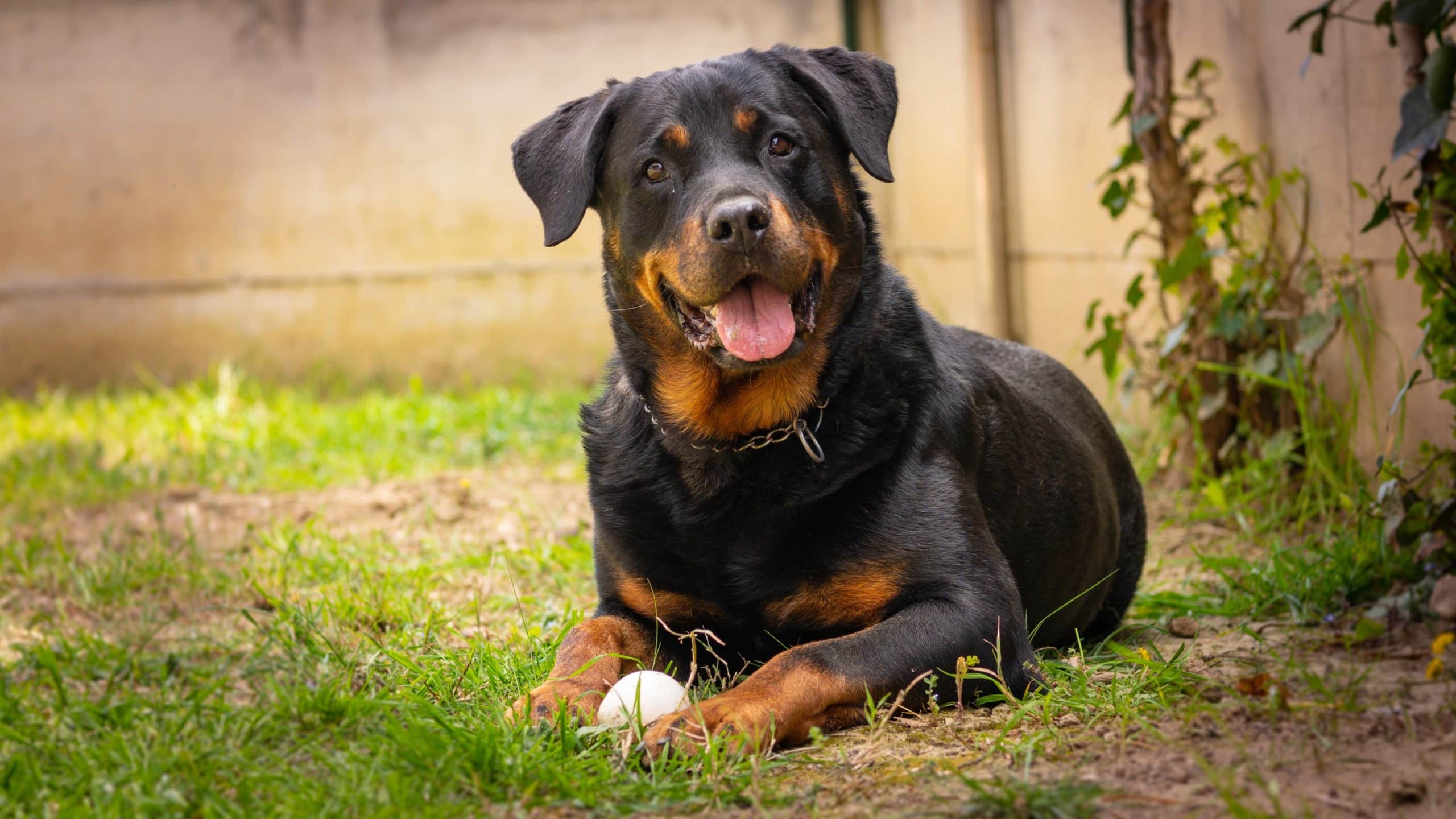 Do Rottweilers Growl When Happy? Vet-Verified Facts & Info