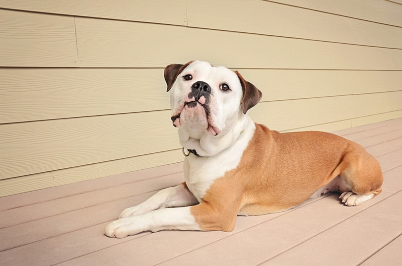 Are English Bulldogs Able to Breed Naturally? Vet-Verified Facts to Know