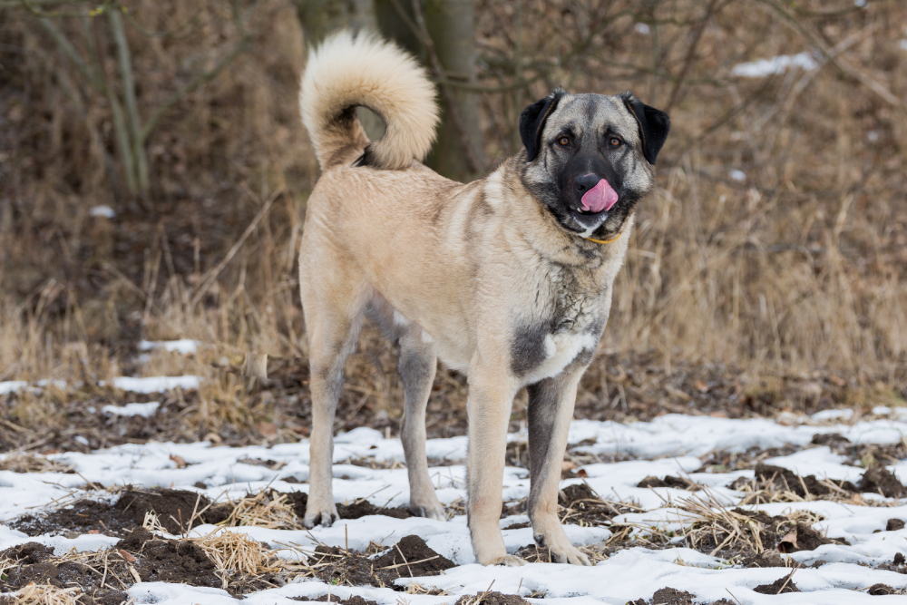 Anatolian Shepherd Dog standing in the snow