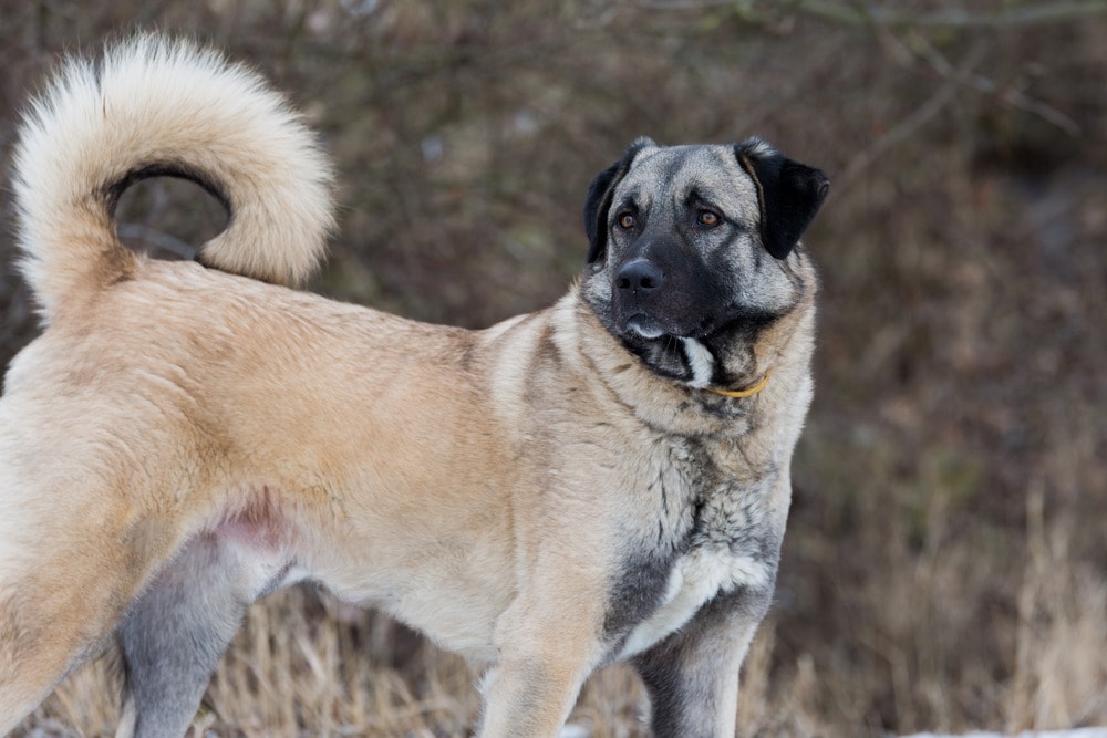 Anatolian Shepherd portrait