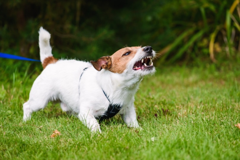 How to Stop a Dog From Barking at Noises: 6 Vet-Approved Ways