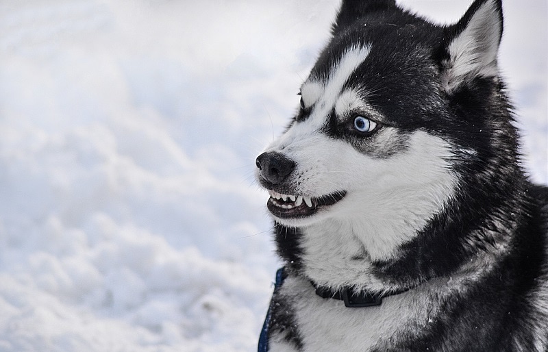 Are Huskies Dangerous? Vet-Verified Facts & Data