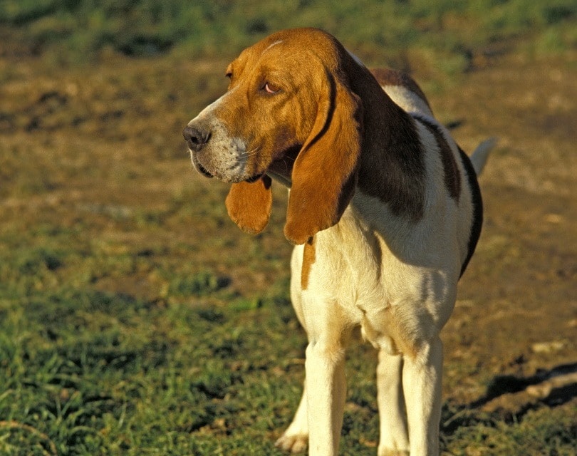 Artois Hound Dog Breed: Info, Pictures, Traits & Care