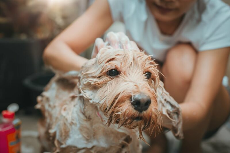 How to Groom a Cockapoo: 9 Vet-Approved Tips