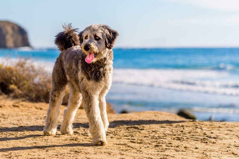 How Much Does an Aussiedoodle Cost? 2026 Price Guide