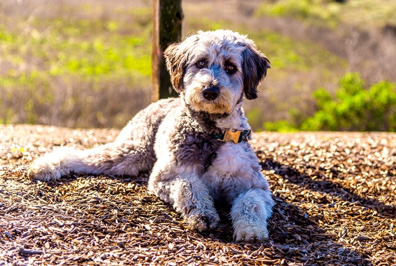 12 Types of Aussiedoodle Colors & Patterns (With Info & Pictures)