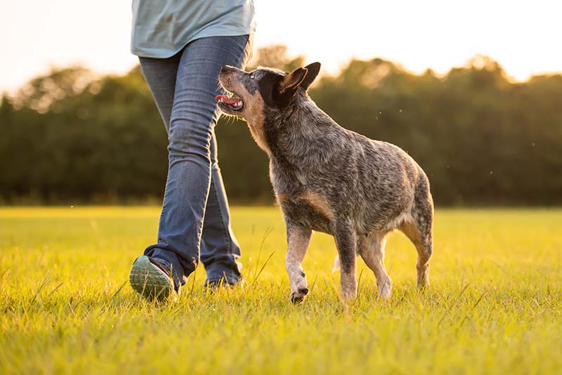 Why Does My Dog Follow Me Everywhere? 6 Vet-Verified Reasons