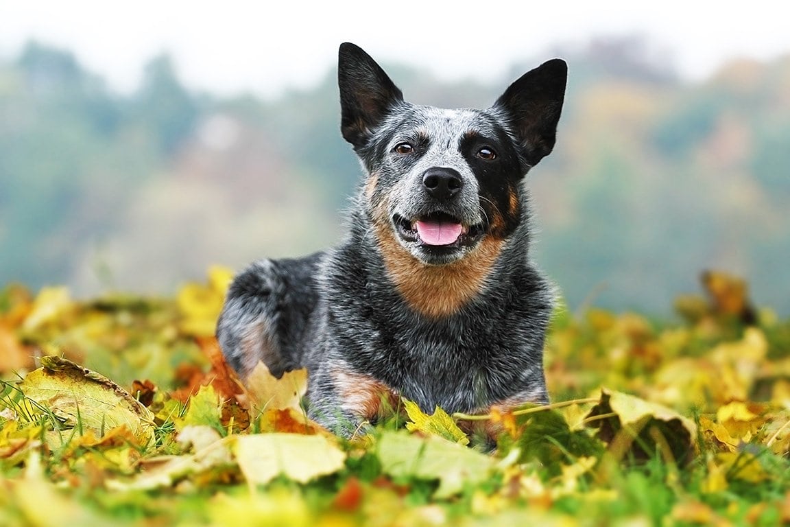20 Amazing Australian Cattle Dog Facts