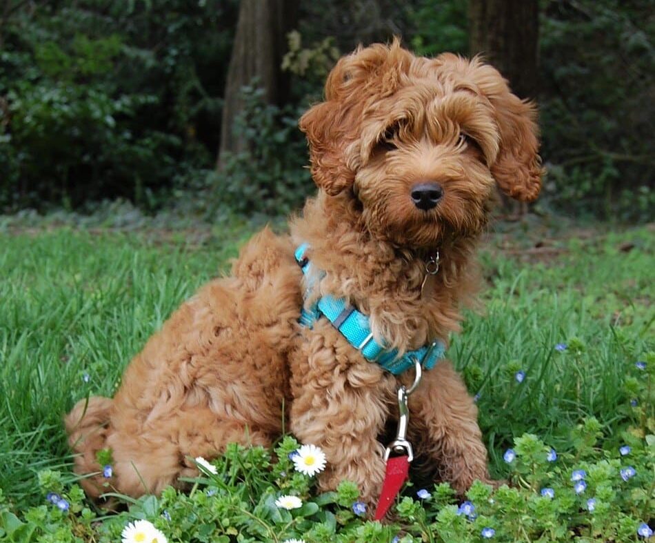 How Much Do Australian Labradoodles Cost in 2026? Facts & FAQ