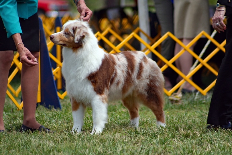 Training a Show Dog: A Beginner's Guide