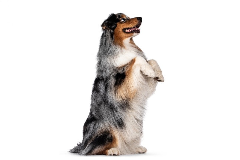 How to Teach a Dog to Sit Pretty: 8 Vet-Approved Tips