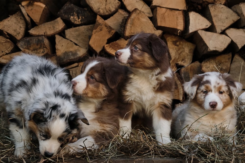 National Puppy Day 2026: What & When Is It?