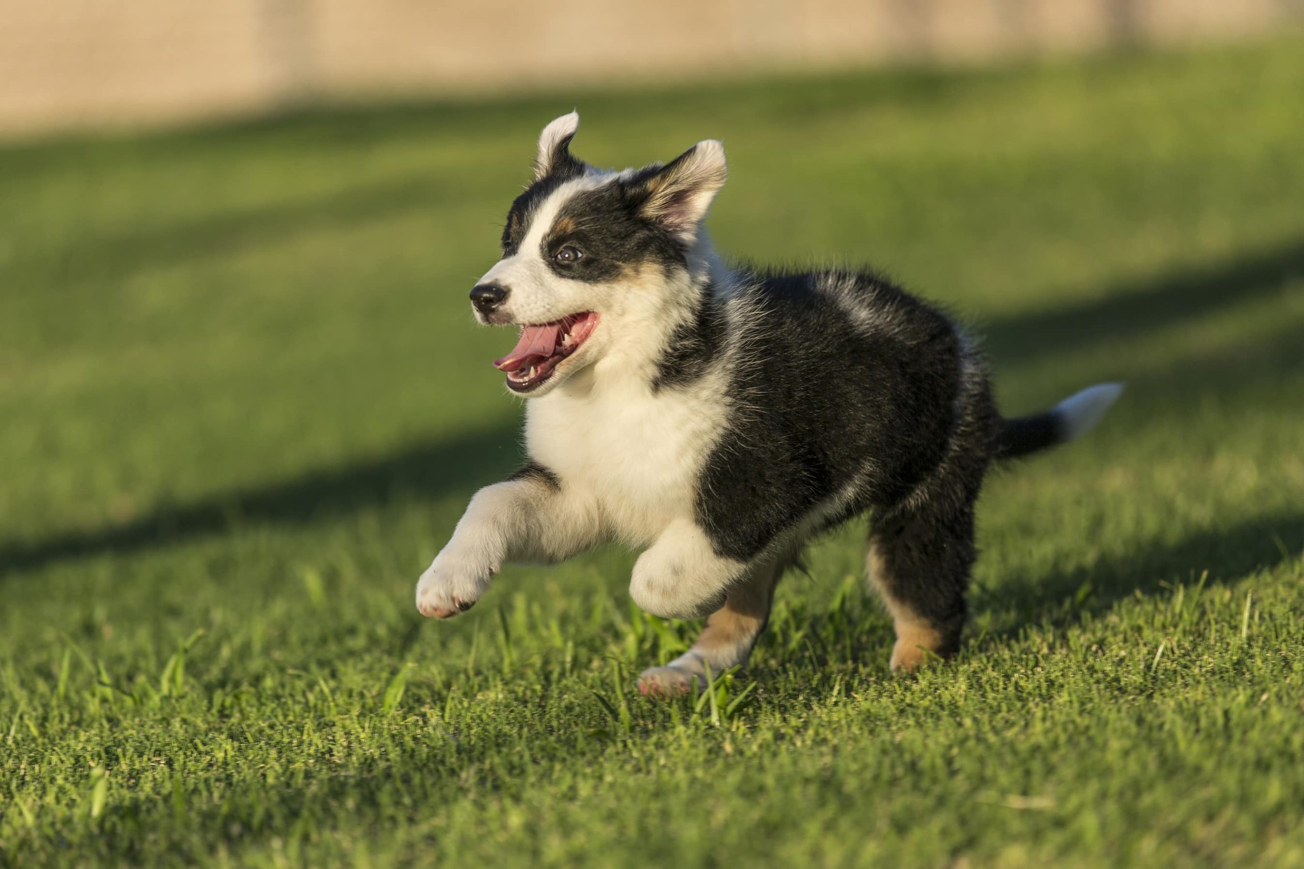How Fast Can Australian Shepherds Run? Vet-Verified Facts