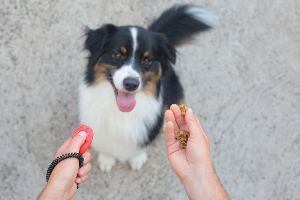 How to Clicker Train Your Dog: Basics & Vet-Verified Guide