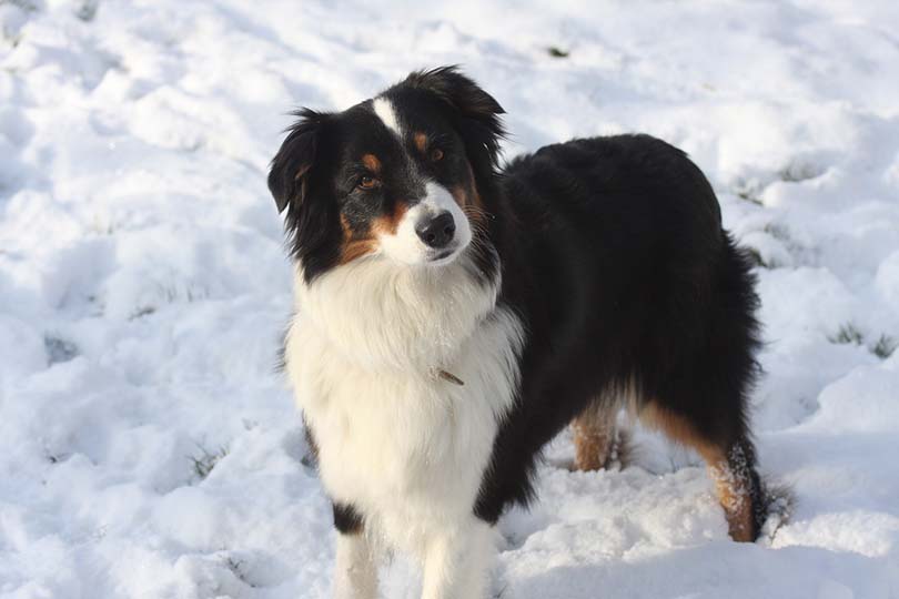 Are Australian Shepherds Smart? Dog Breed Intelligence Comparison