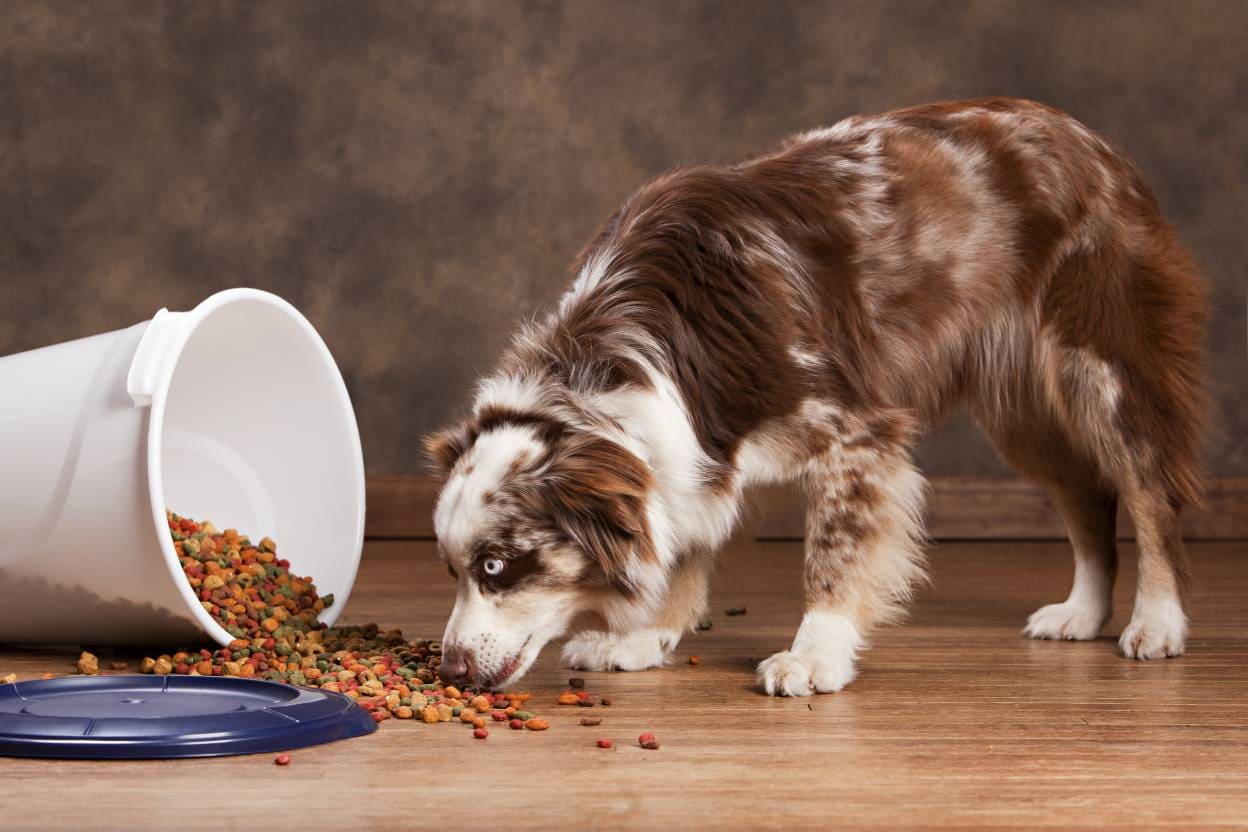 8 Best Dog Foods for Australian Shepherds in 2026: Reviews & Top Picks