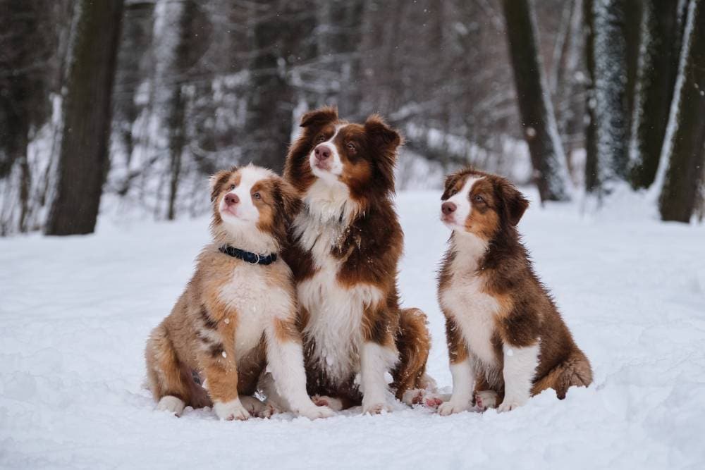 Will An Australian Shepherd Get Along With Other Dogs? 5 Socialization Tips