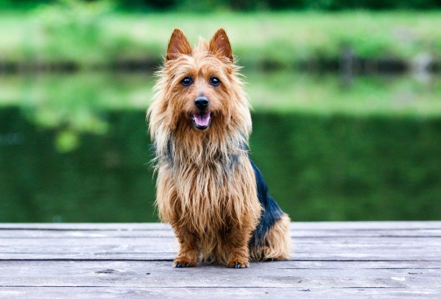 Australian Terrier Dog Breed: Info, Pictures, Traits & Care