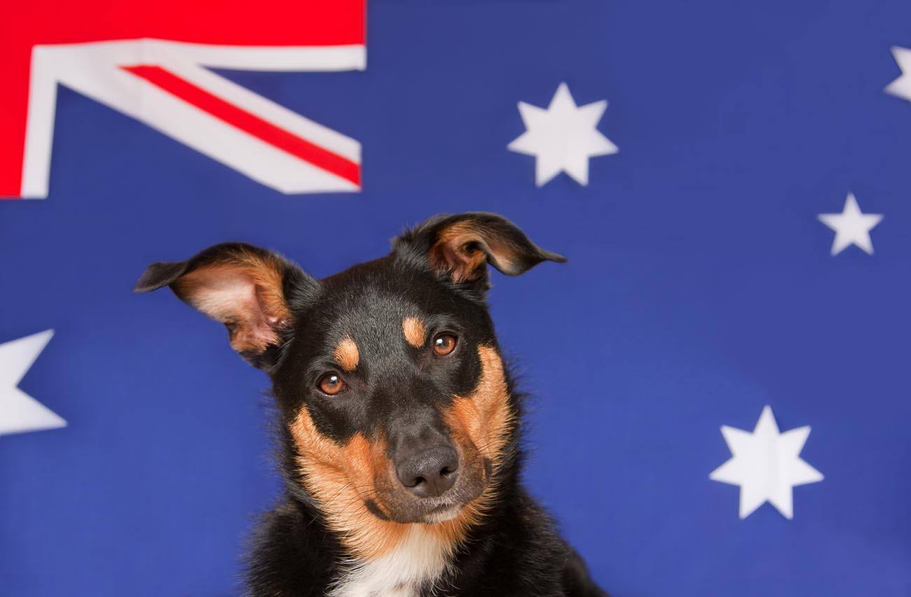 10 Australian Dog Breeds: Down Under Origins (With Info & Pictures)
