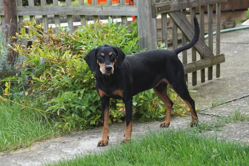 Austrian Black and Tan Hound Dog Breed: Info, Pictures, & Care
