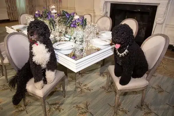What Breed of Dogs Were Bo & Sunny? Famous Pup Facts