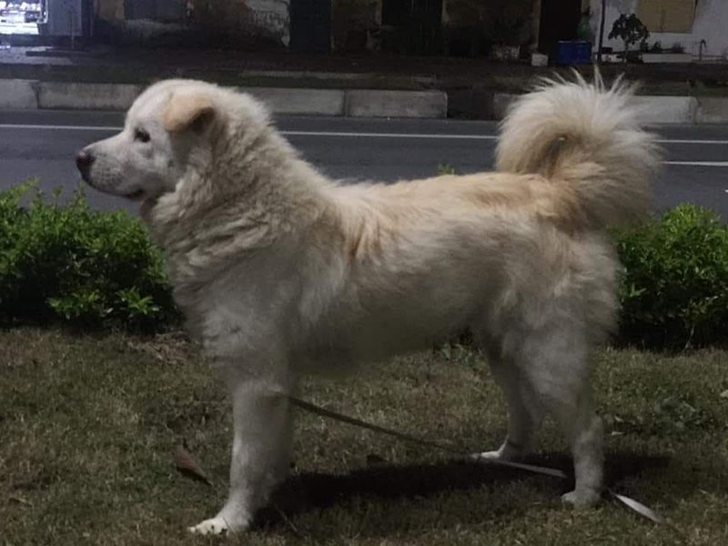 What Is a Bac Ha Dog? Facts & Characteristics