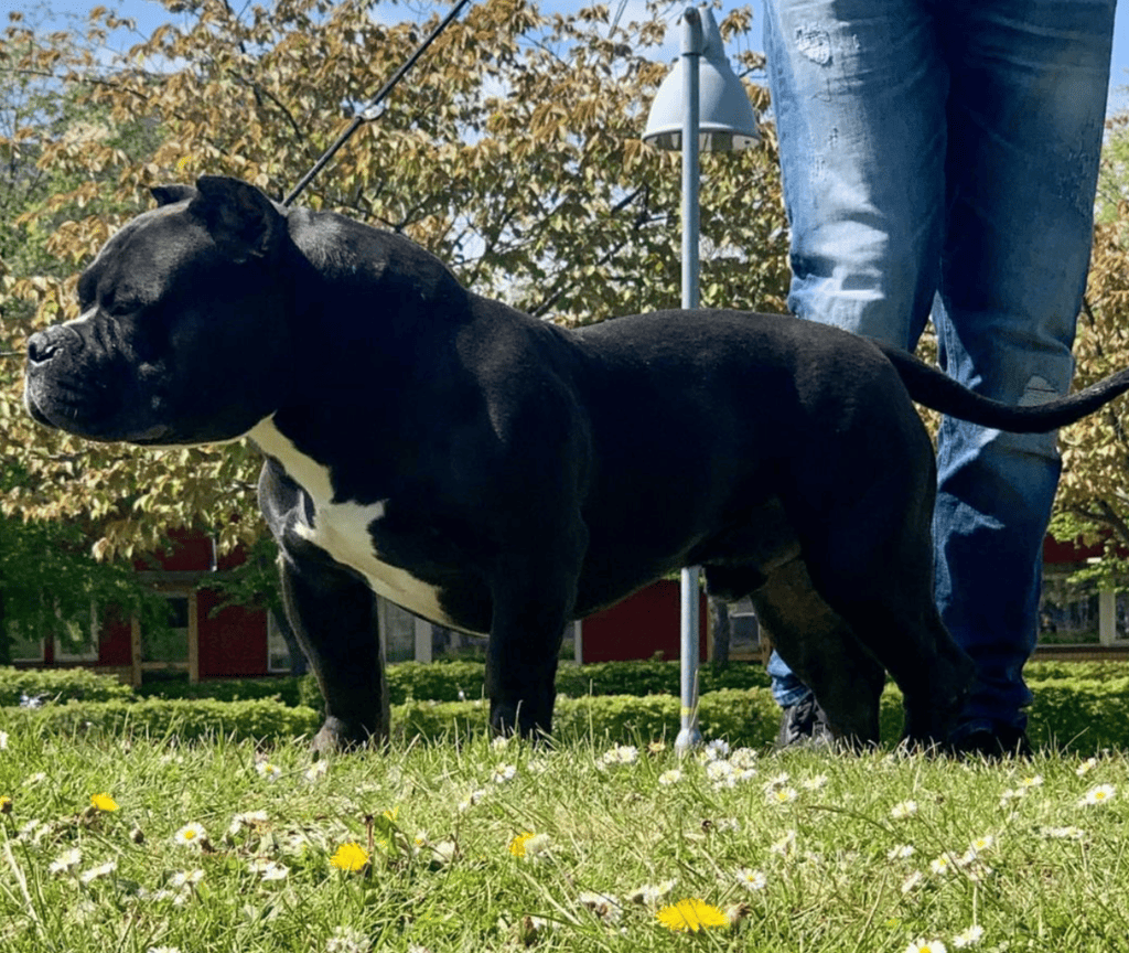 Gotti Pitbull: Info, Pictures, Care Guide & More