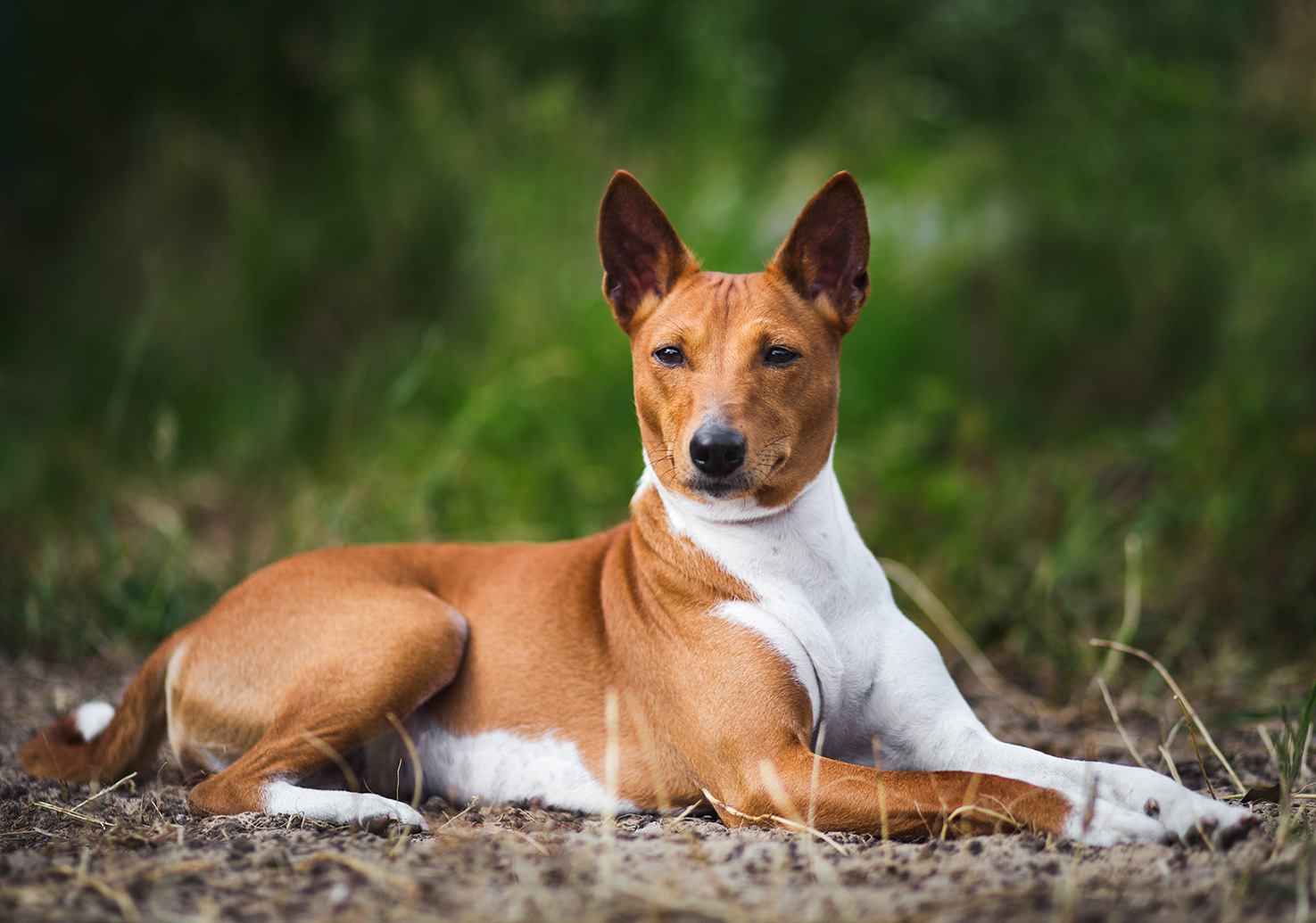 10 Healthiest Dog Breeds: Vet-Verified Info, Pictures & Wellness