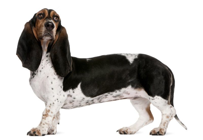 Basset Artesien Normand Dog Breed: Info, Pictures & Care Guide
