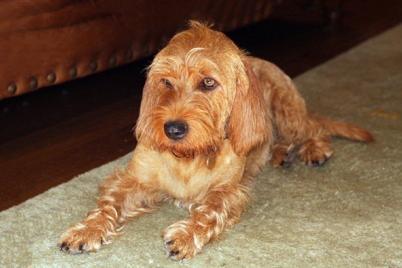 Basset Fauve de Bretagne Dog Breed: Info, Pictures & Care Guide